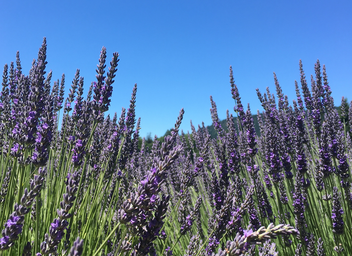 Lavender farm landscape